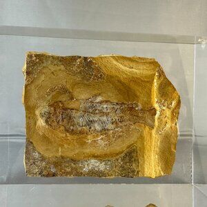 🦴 Fossilized Fish in Stone Matrix 🐟 | Prehistoric Specimen | Fossil Display